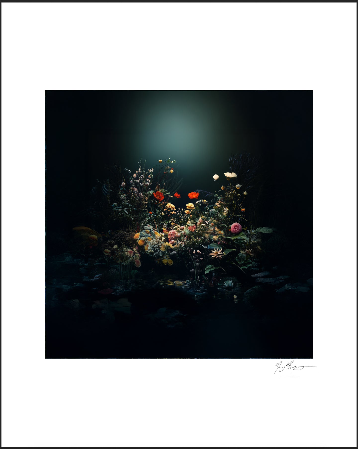 Poppies, from the portfolio Night Gardens