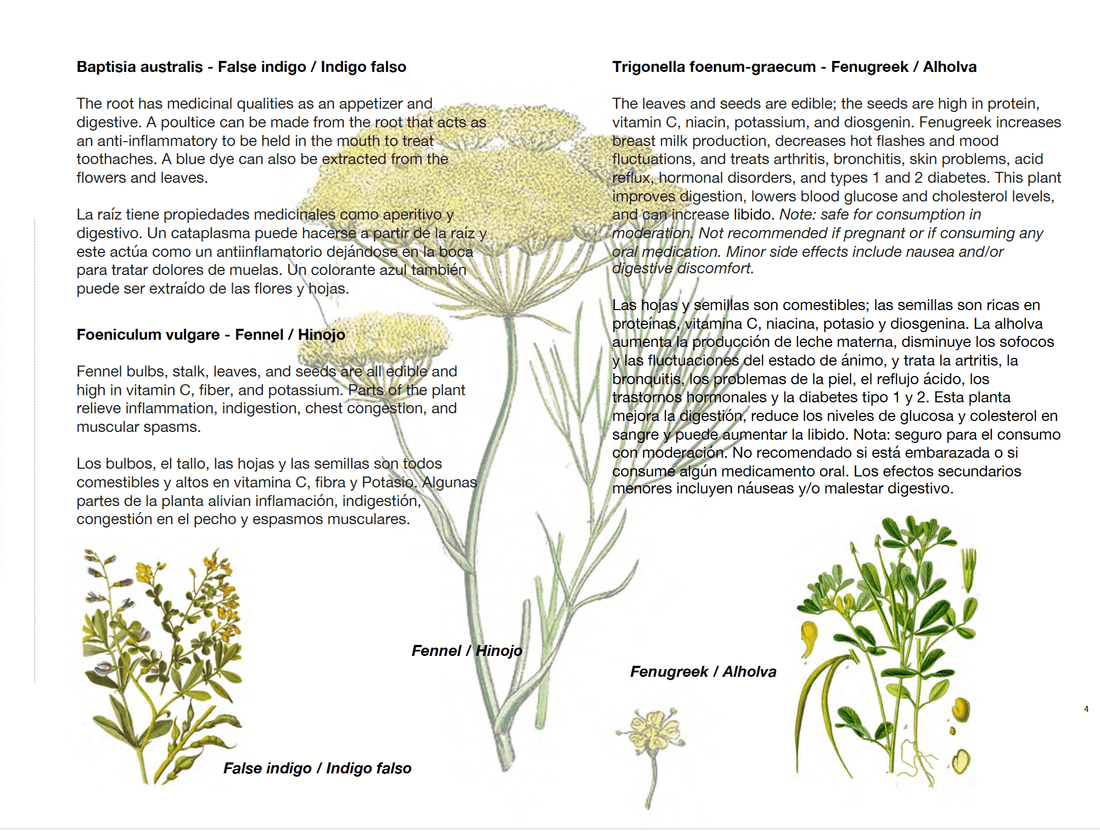 Edible Plant Guide at the Bronx Museum of the Arts - marymattinglystudio