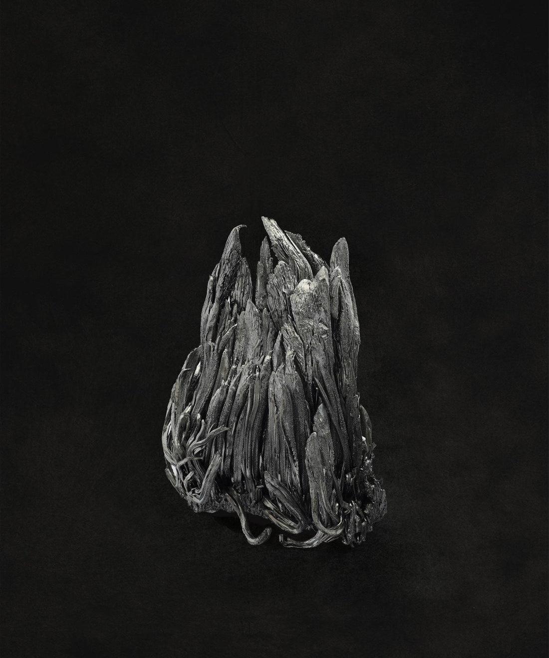 "Elements in My Camera" photographs - marymattinglystudio